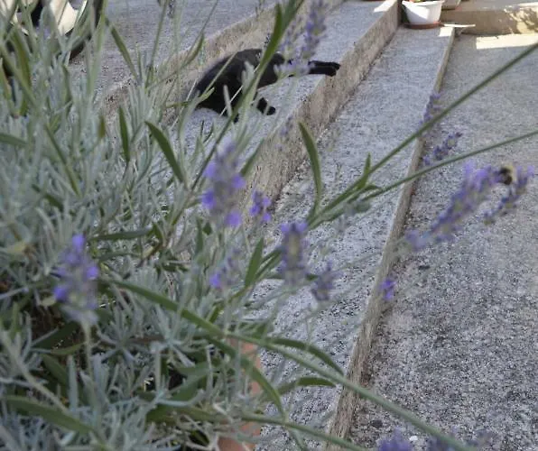 Lilly - Apartment Rijeka