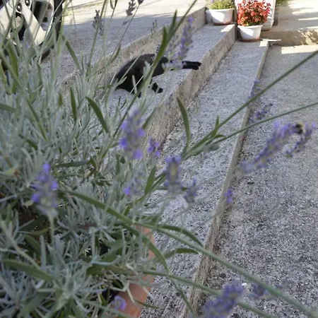 Lilly - Apartament Rijeka